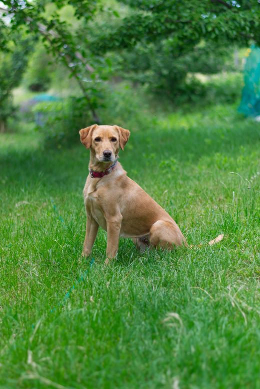 Our mixed-breed dog, captured in our garden one May afternoon in 2024.